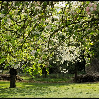 Pommiers en fleurs..