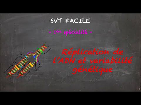 Réplication de l'ADN et variabilité génétique