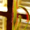 Bac à Drosera