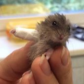 Ce tout petit hamster avec une patte dans le plâtre va vous fendre le cœur