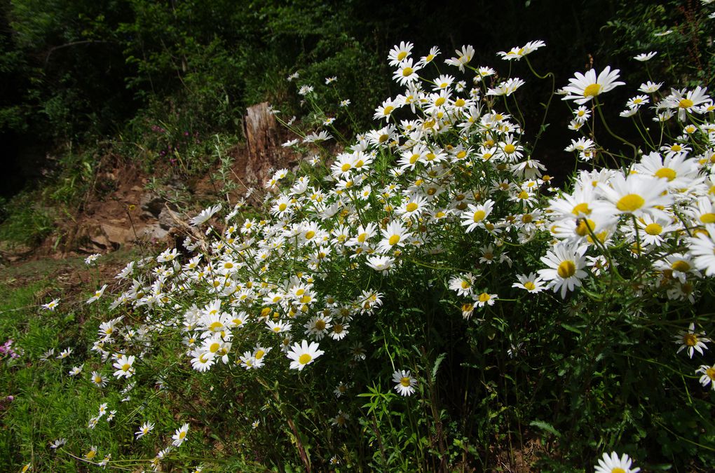 Album - Nature-Juin-2013