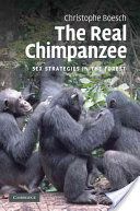 The Real Chimpanzee: Sex Strategies in the Forest