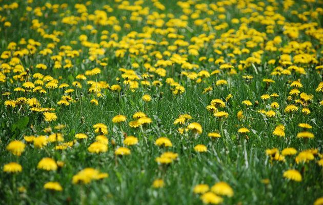 Time now to make Dandelion wine.