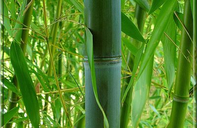 Bambou Phyllostachys Glauca...