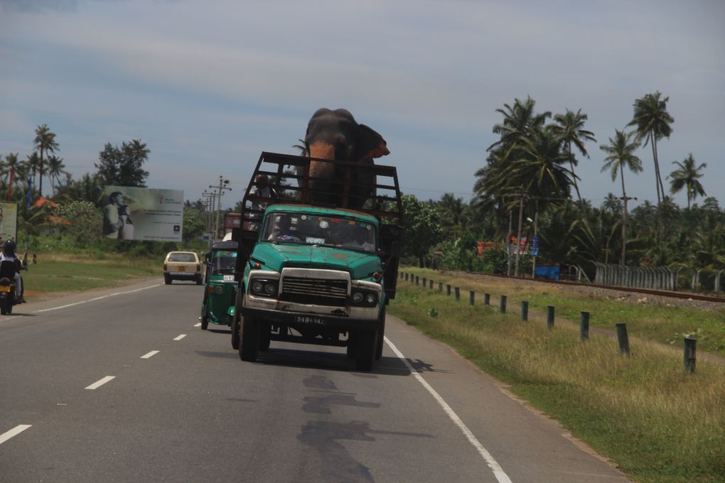 Album - Sri-Lanka-fevrier-2013