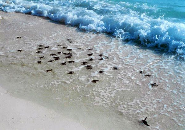 plage de ponte des tortues de mer