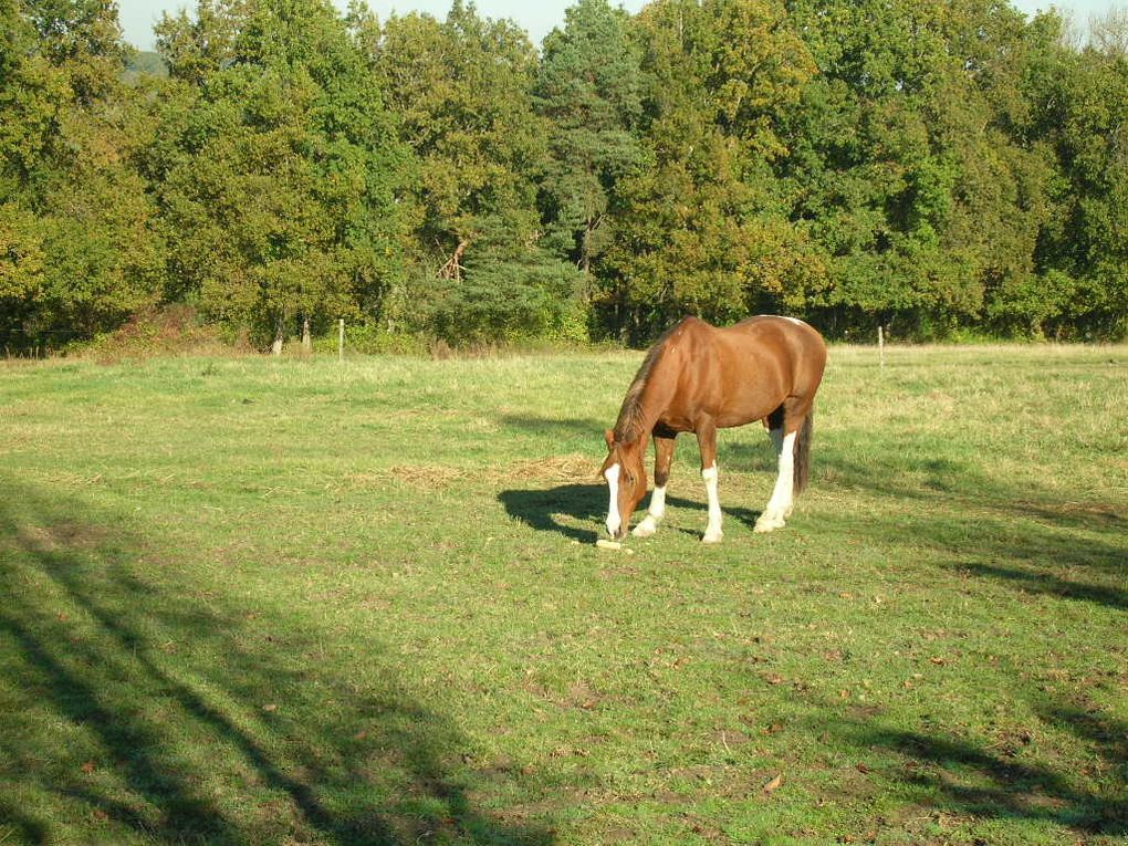 Un cheval au pré, les copains chevaux et poulains, l'alimentation, les balades, la gadoue... la belle vie quoi!