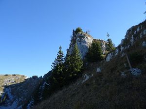 Les pyrénéens dans les Alpes: des chamoix en chartreuse