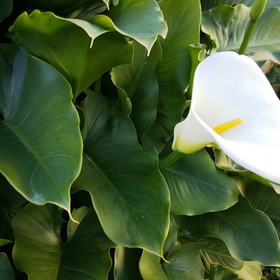 Premiers arums aux Sables d'Olonne