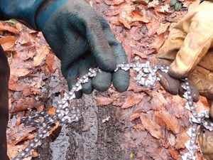 Une fois la chaine remise sur son guide, la tronçonneuse reprend sa tâche, menée tour à tour par Silvère et Edgar. Martine et Marie arrivent sur le chantier et une nouvelle souche va être extraite.