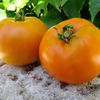 Graines de tomates