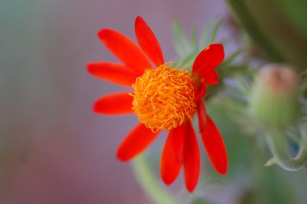 Senecio confusus