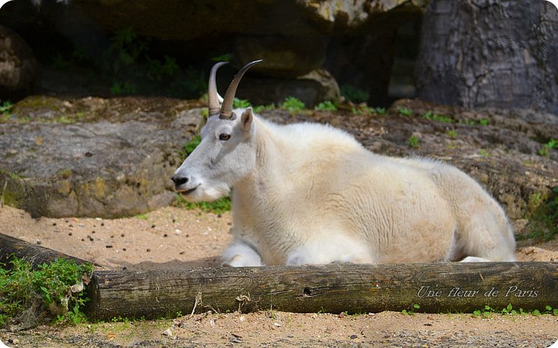 La Ménagerie, Zoo du Jardin des Plantes  : Chèvre des montagnes Rocheuses
