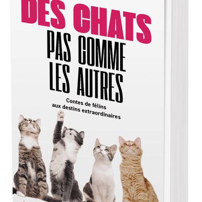 "DES CHATS PAS COMME LES AUTRES" PASSENT À LA MOULINETTE DE LA CRITIQUE !