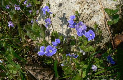 Veronica agrestis