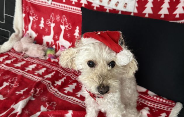 Mon toutou Noël