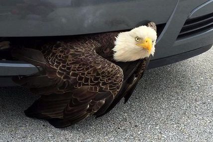 This Poor Bald Eagle Got Stuck In A Car’s Bumper