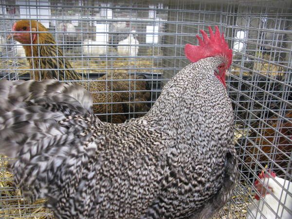 Des photos de l'expo en Gironde.Poules pigeons ,lapins....