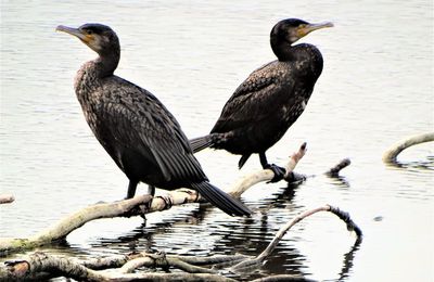 Deux cormorans …chacun regarde vers un horizon différent ! 