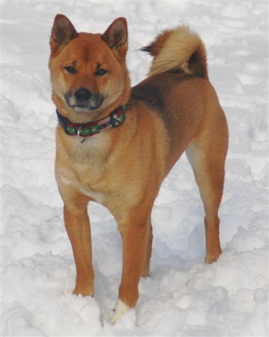 DIFFERENCES-DE-TYPES-DE-CHIENS JAPONAIS SHIBA TYPE LOUP TYPE OURS TYPE LION TYPE US TYPE AMERICAIN TYPE NIPPO