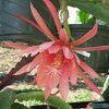 Epiphyllum Gerry's First