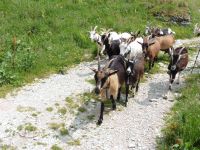 De retour vers le refuge de la Combe avec les chèvres.