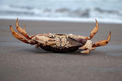 Les crabes en danger : l’acidité des océans détruit leur carapace