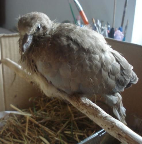 Voici des photos des animaux qui nous entourent, ils font partie de notre vie, pour le meilleur et pour le pire, et resteront dans notre coeur pour toujours... Et voici aussi la famille !