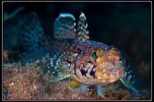 Album - Blennies, tripterygions, gobies...