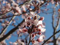 Le printemps arrive à Gap