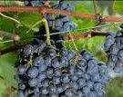 #Red Zweigelt Wine Producers New Jersey Vineyards