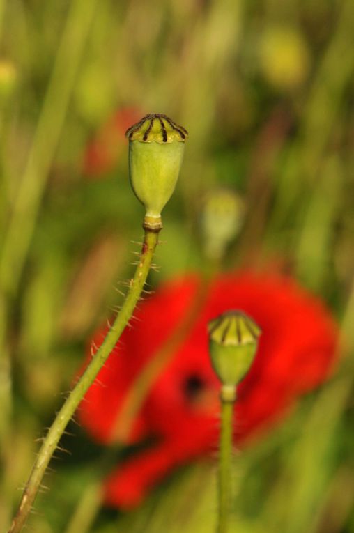 Album - Fleurs