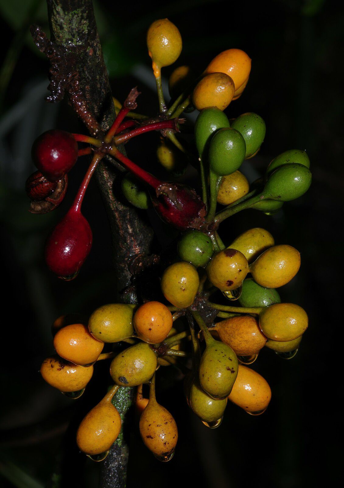Unonopsis stipitata (femelle mamayawé, mamayawé)