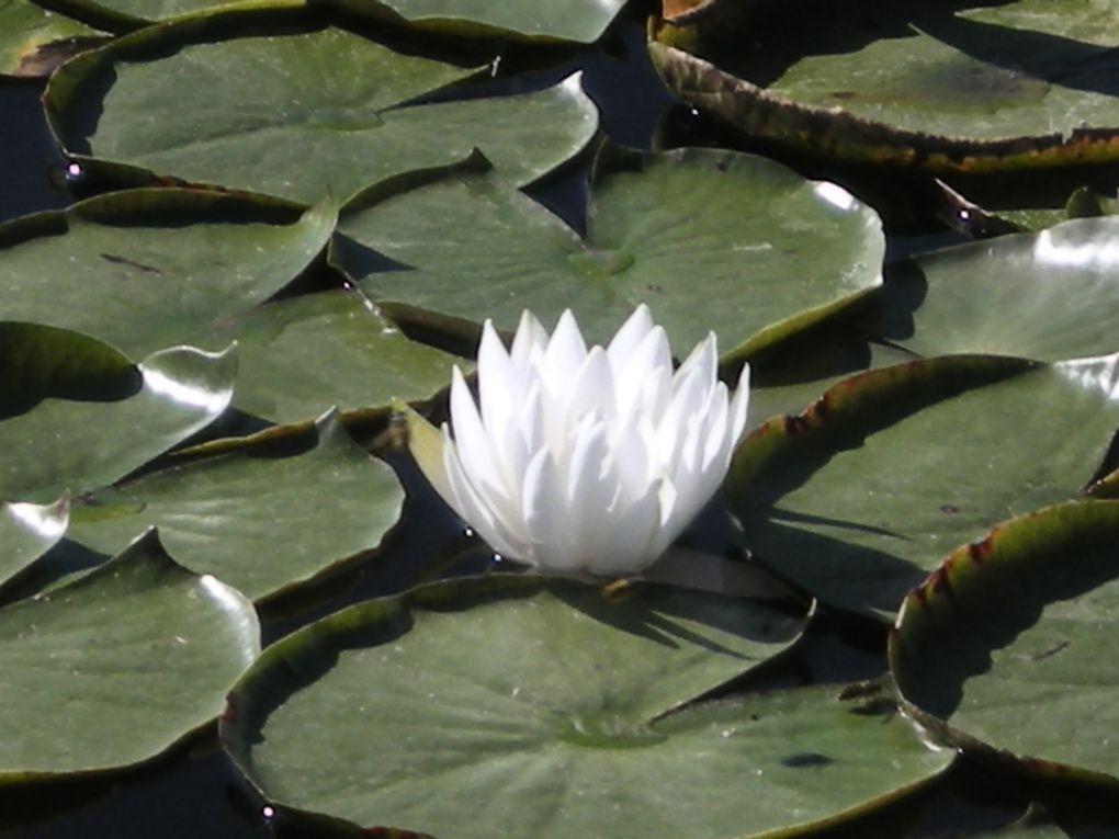 les mandalas que les élèves réalisent au cours des différents ateliers de l'année... au gré des saisons, de la luminosité, les ambiances changent et sont toujours porteuses d'énergie particulière... de toute beauté