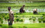 Participez à la création de la première coopérative Rizicole verte d'Afrique de l'Ouest