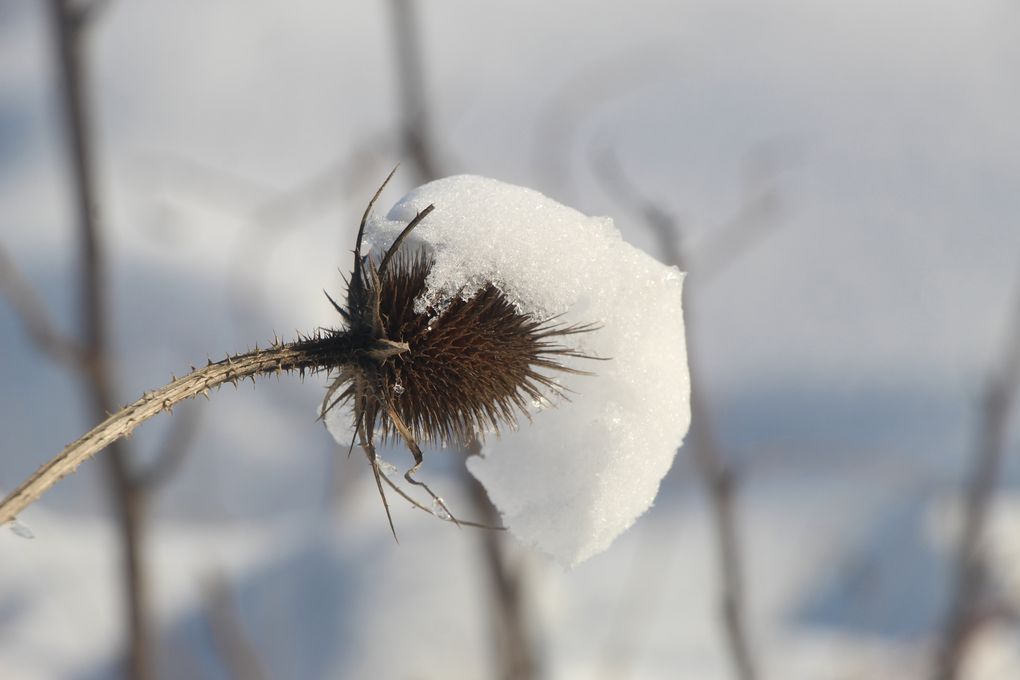 Neige, neige blanche..