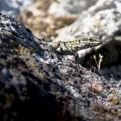 Lézard des murailles