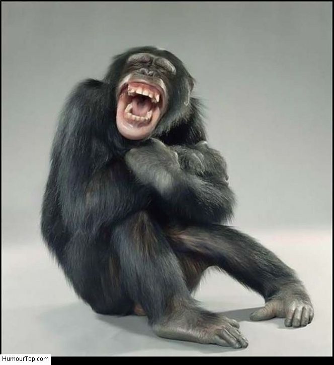 Baruch Spinoza 1632-1677 ; Henri Bergson 1859-1941 ; un chimpanzé qui rit ; Louis de Funès et Bourvil riant aux éclats dans "Le Corniaud" de Gérard Oury ; Friedrich Nietzsche 1844-1900.