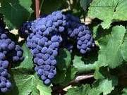 #Claret Producers South Coast California Vineyards 