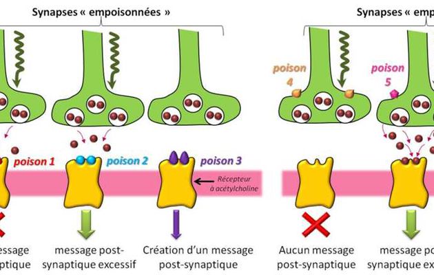 TS synapses et drogues