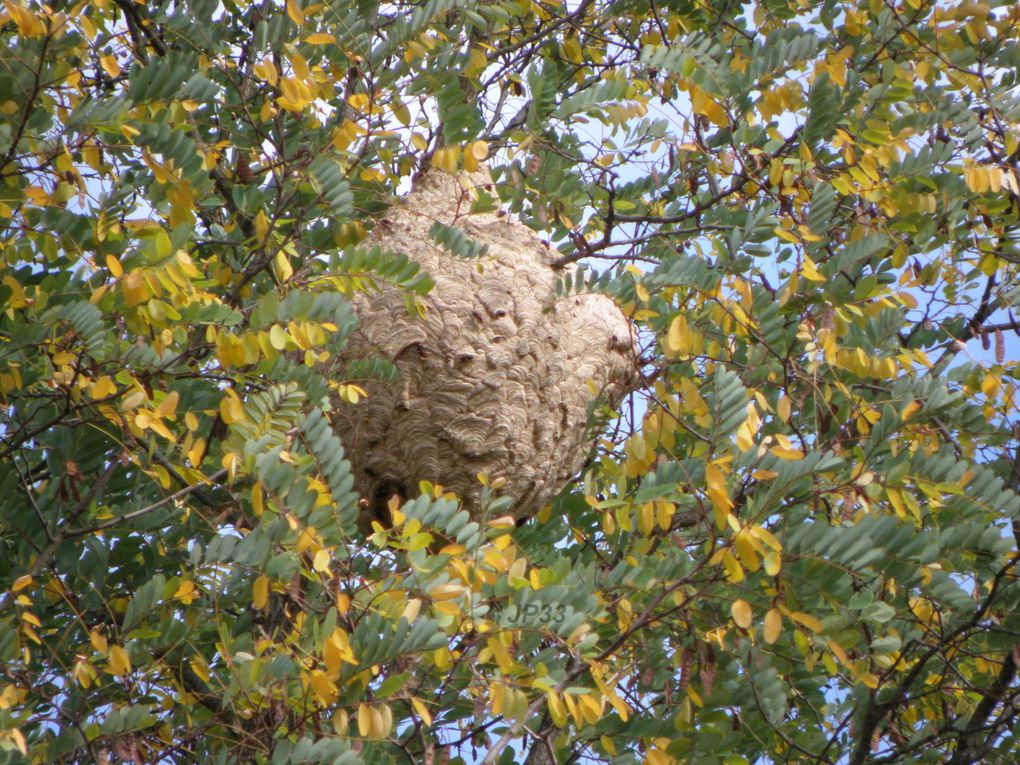 Nombreux nids toutes formes, tout endroits, du plus petit au plus gros, du plus jeune aux plus vieux, et sur tous les supports.