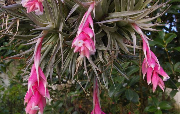 086 - Tillandsia meridionalis, une Bromeliaceae pour l'automne