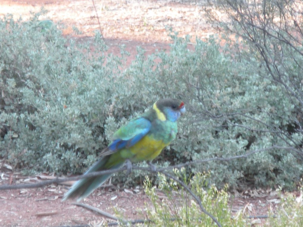 Une journée passée dans les Flinders Ranges, parc naturel de South Australia