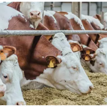 Les éleveurs de bovins de l'Union Européenne pris au piège – Coûts élevés, prix en baisse, nombreuses contraintes