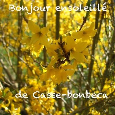 AU JARDIN : j'ai bien fait de rempoter mes cinéraires !