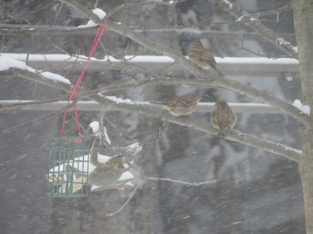 Oiseaux qui se chicanent ce matin dans la tempête ;o)