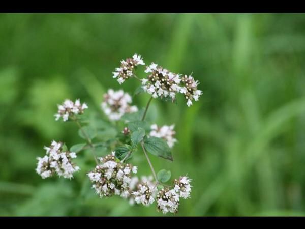 Album - fleurs