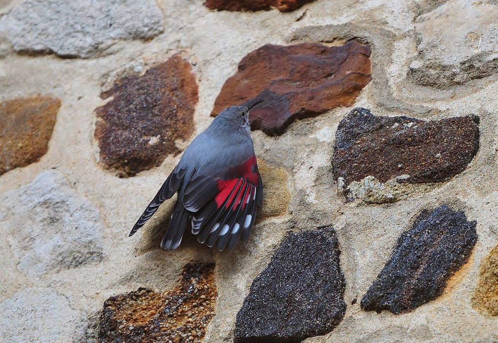 Tichodrome échelette (Tichodroma muraria).