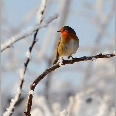 Les oiseaux - rouge gorge