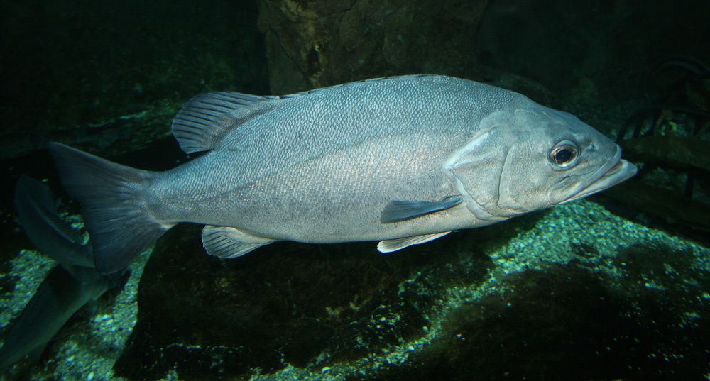 Visite de l'Océarium du Croisic Loire Atlantique